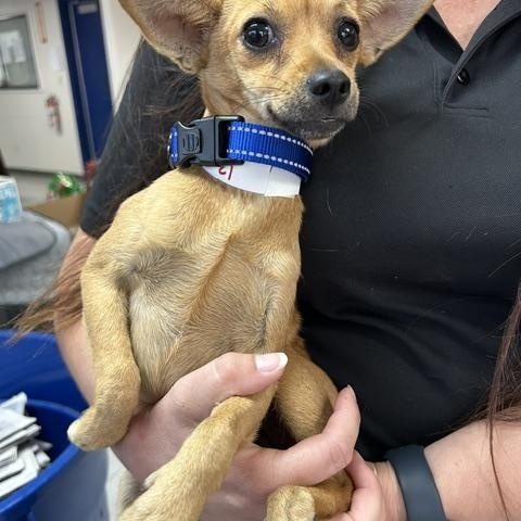 Enlarge Ruth Ann, a ADOPTABLE Chihuahua in Redondo Beach, CA image 2/4
