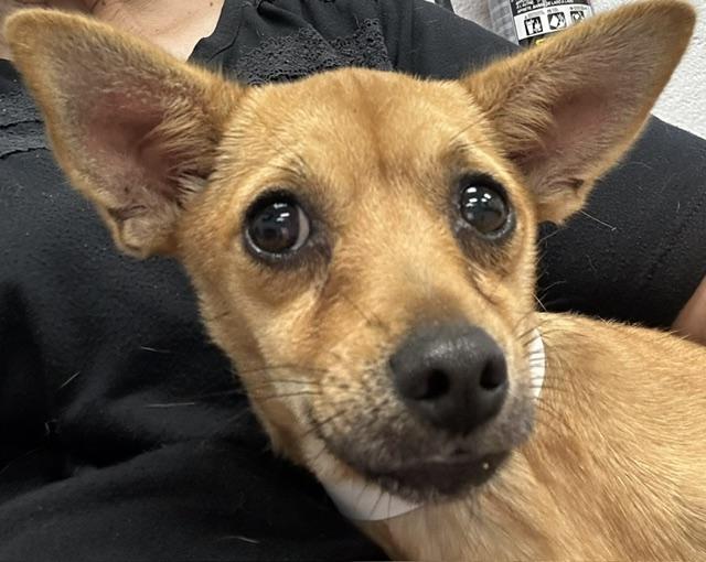 Enlarge Ruth Ann, a ADOPTABLE Chihuahua in Redondo Beach, CA image 4/4