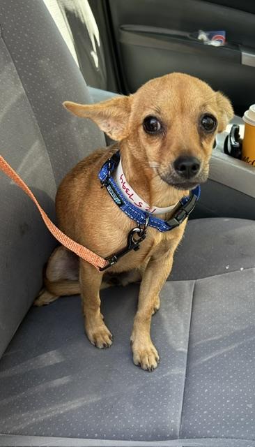 Enlarge Ruth Ann, a ADOPTABLE Chihuahua in Redondo Beach, CA image 1/4