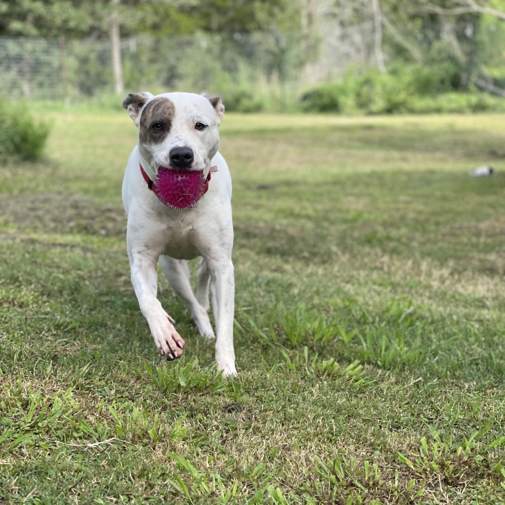 Rosie, Adoptable, Adult Female American Staffordshire Terrier & Pit Bull Terrier.