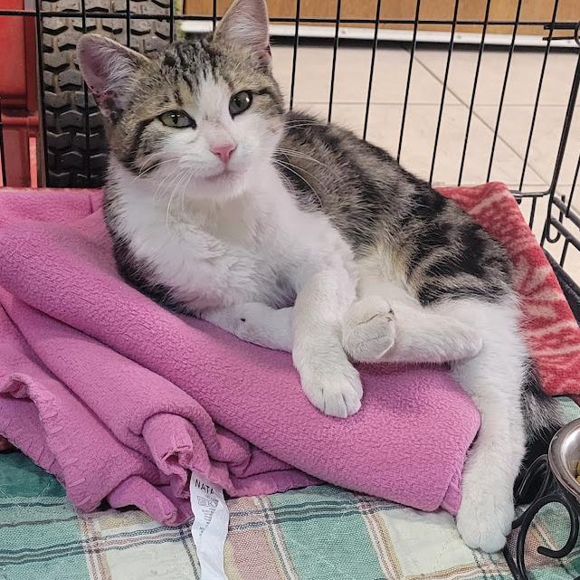 CC Bloom, Adoptable, Young Female Domestic Short Hair.