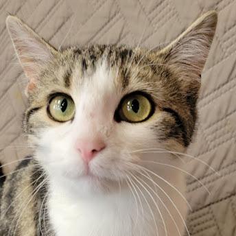 Enlarge CC Bloom, a Adoptable Domestic Short Hair in Grand Island, NE image 2/2