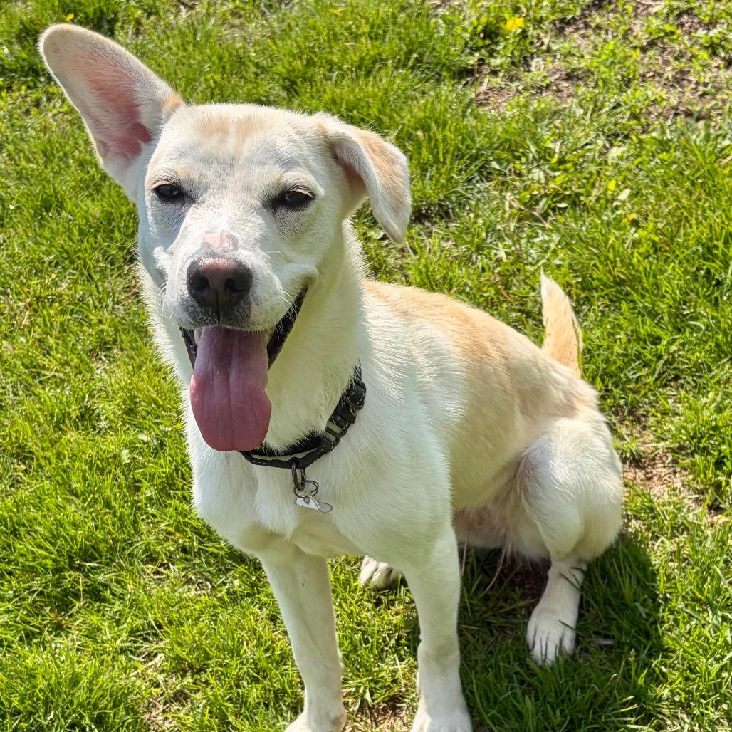 Poppy, a Adoptable Labrador Retriever in Pekin, IL image 1/6