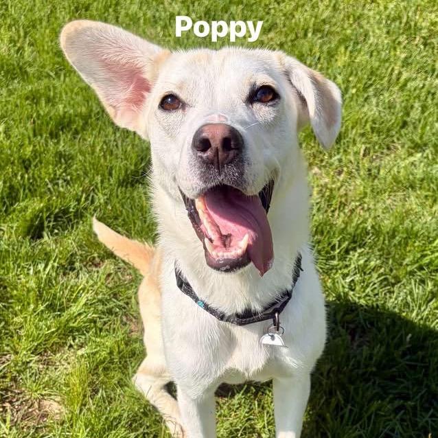 Poppy, a Adoptable Labrador Retriever in Pekin, IL image 2/6