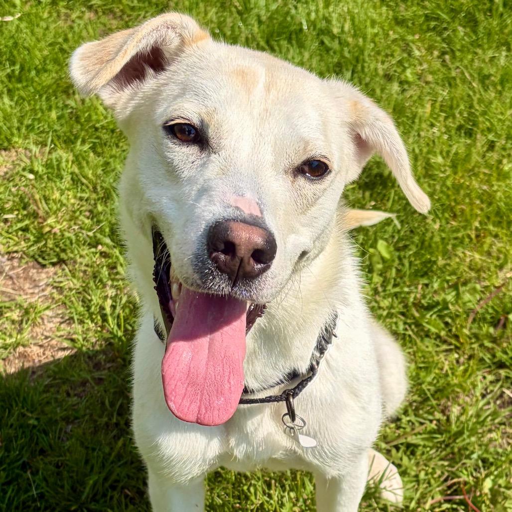 Poppy, a Adoptable Labrador Retriever in Pekin, IL image 3/6