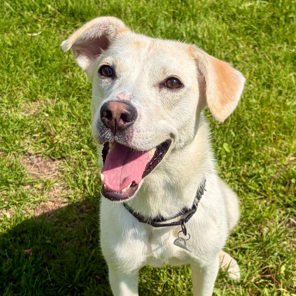 Poppy, a Adoptable Labrador Retriever in Pekin, IL image 4/6