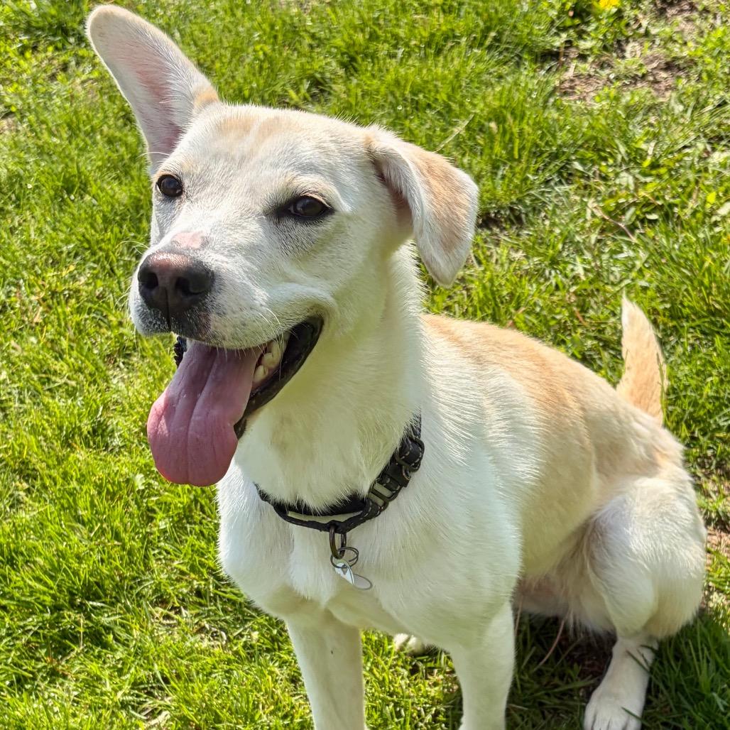 Poppy, a Adoptable Labrador Retriever in Pekin, IL image 5/6