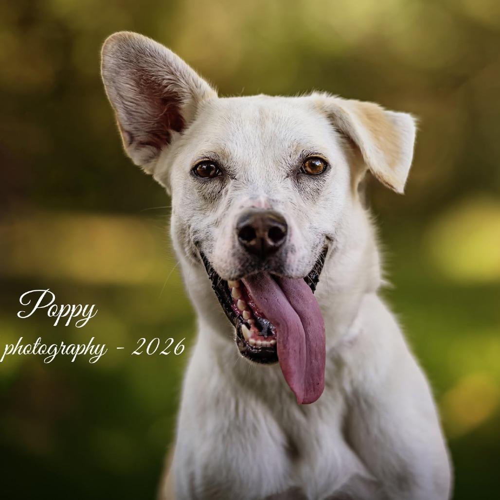 Enlarge Poppy, a Adoptable Labrador Retriever in Pekin, IL image 6/6