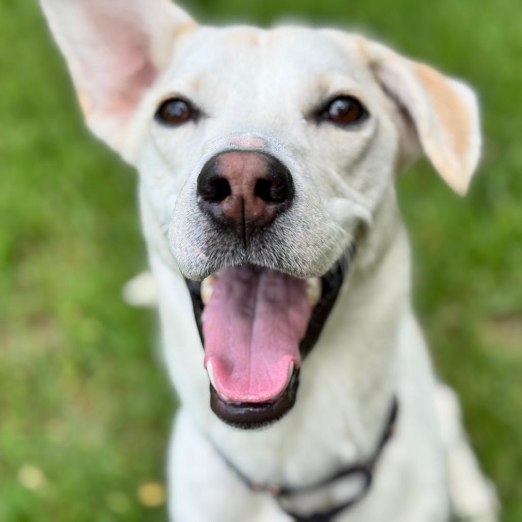 Poppy, a Adoptable Labrador Retriever in Pekin, IL image 6/6