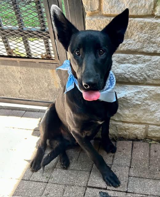 Eclipse, adopted, Young Male German Shepherd Dog.