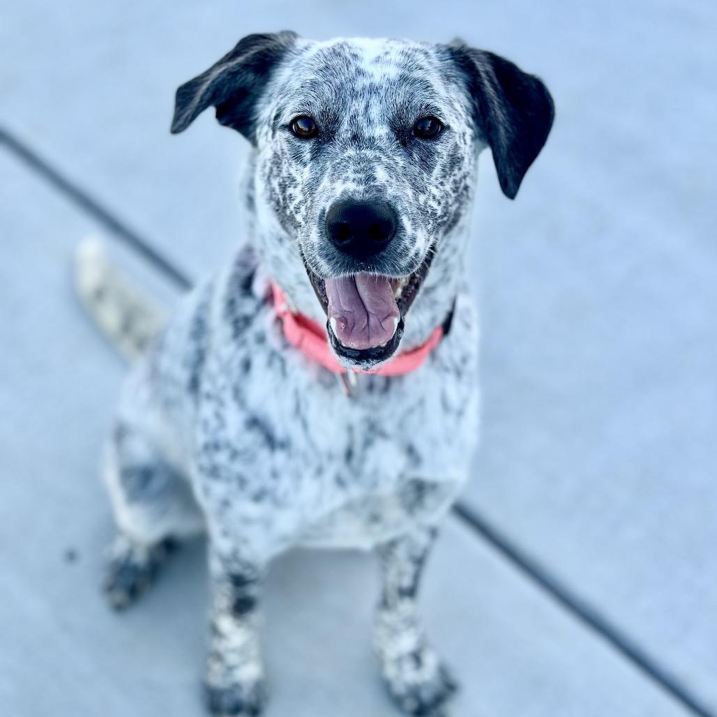 Enlarge Loretta Lynn, a Adoptable mixed breed in St. Peters, MO image 1/6