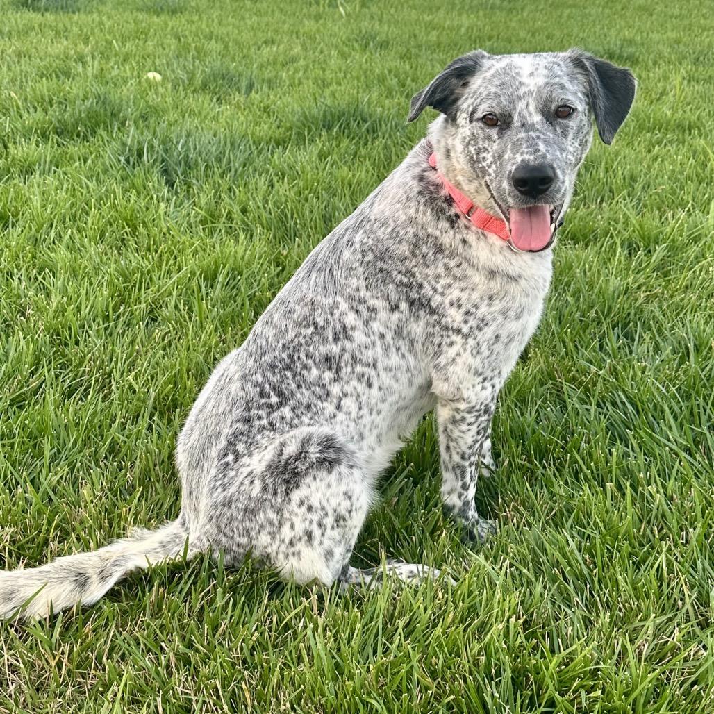 Enlarge Loretta Lynn, a Adoptable mixed breed in St. Peters, MO image 2/6