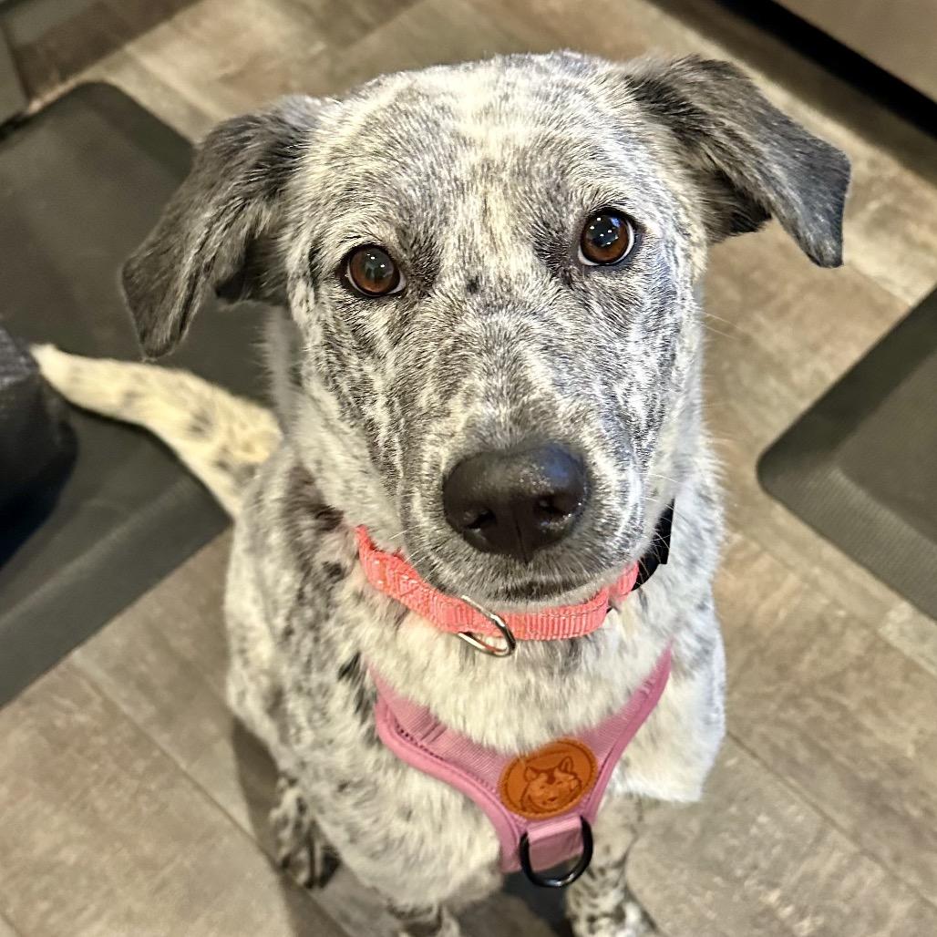Enlarge Loretta Lynn, a Adoptable mixed breed in St. Peters, MO image 3/6