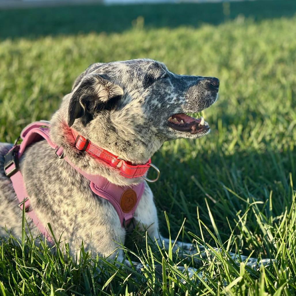 Enlarge Loretta Lynn, a Adoptable mixed breed in St. Peters, MO image 4/6