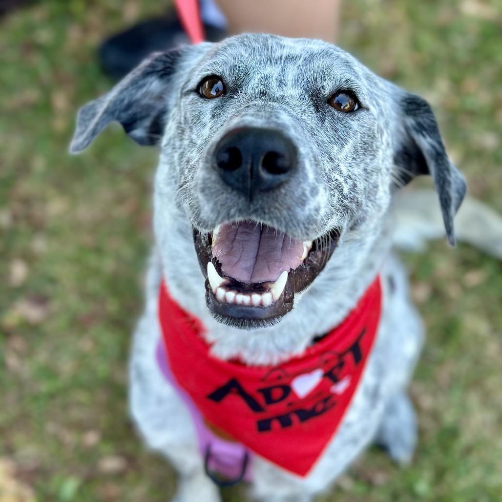 Enlarge Loretta Lynn, a Adoptable mixed breed in St. Peters, MO image 5/6