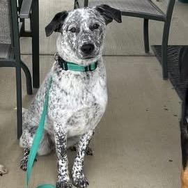 Enlarge Loretta Lynn, a Adoptable mixed breed in St. Peters, MO image 6/6