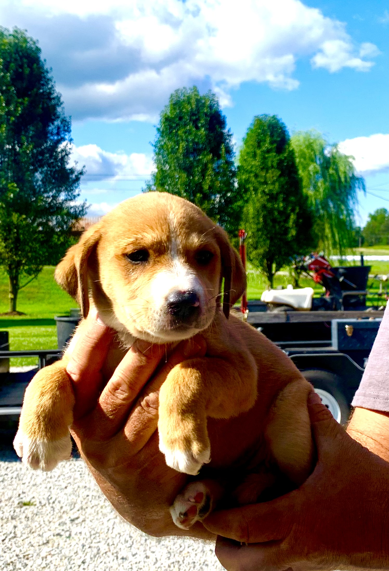 Enlarge Smidge, a Adoptable mixed breed in Brownstown, IN image 2/2