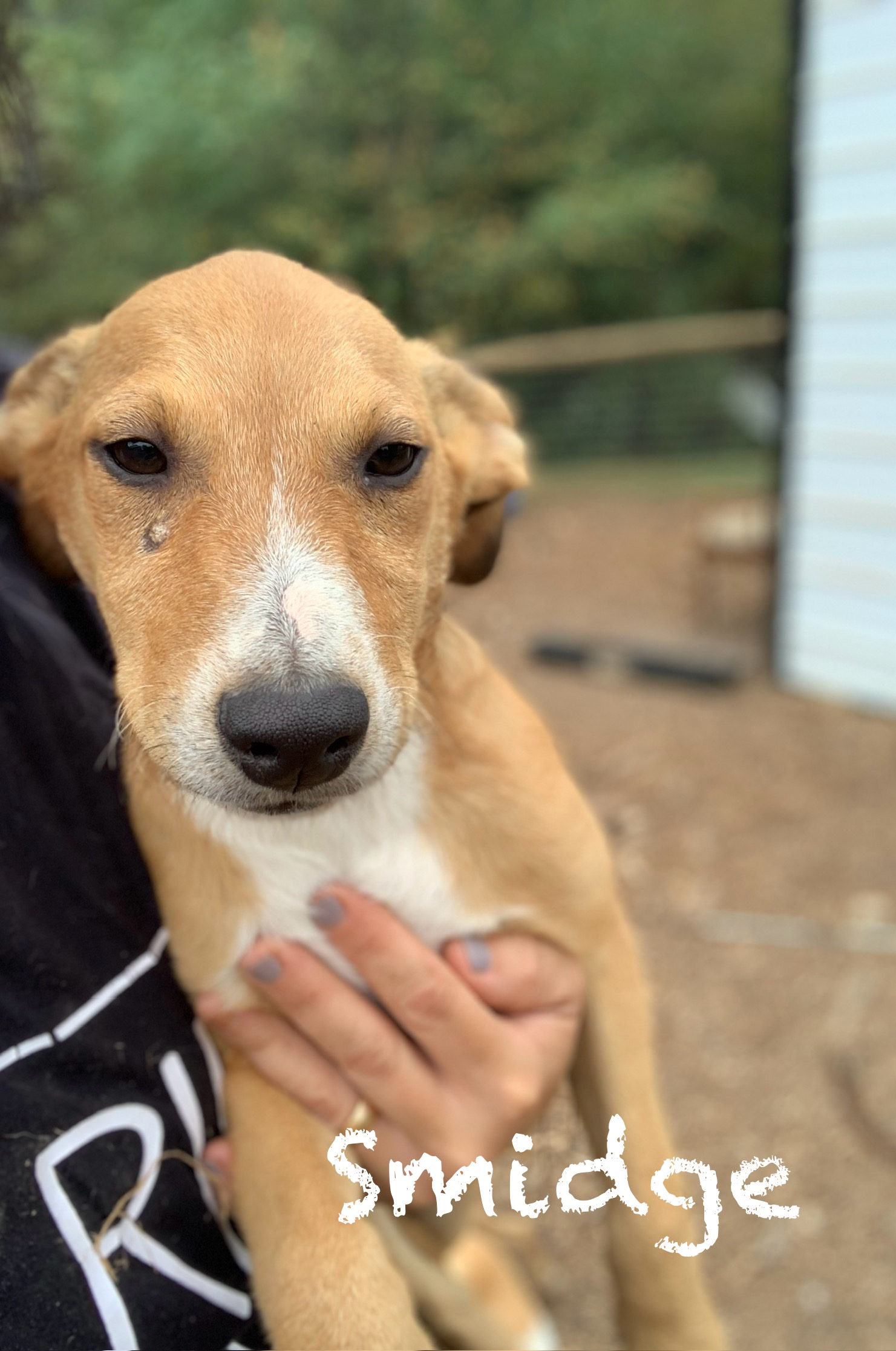 Enlarge Smidge, a Adoptable mixed breed in Brownstown, IN image 1/2