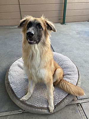 Ralfie, a Adoptable mixed breed in Canoga Park, CA image 1/8