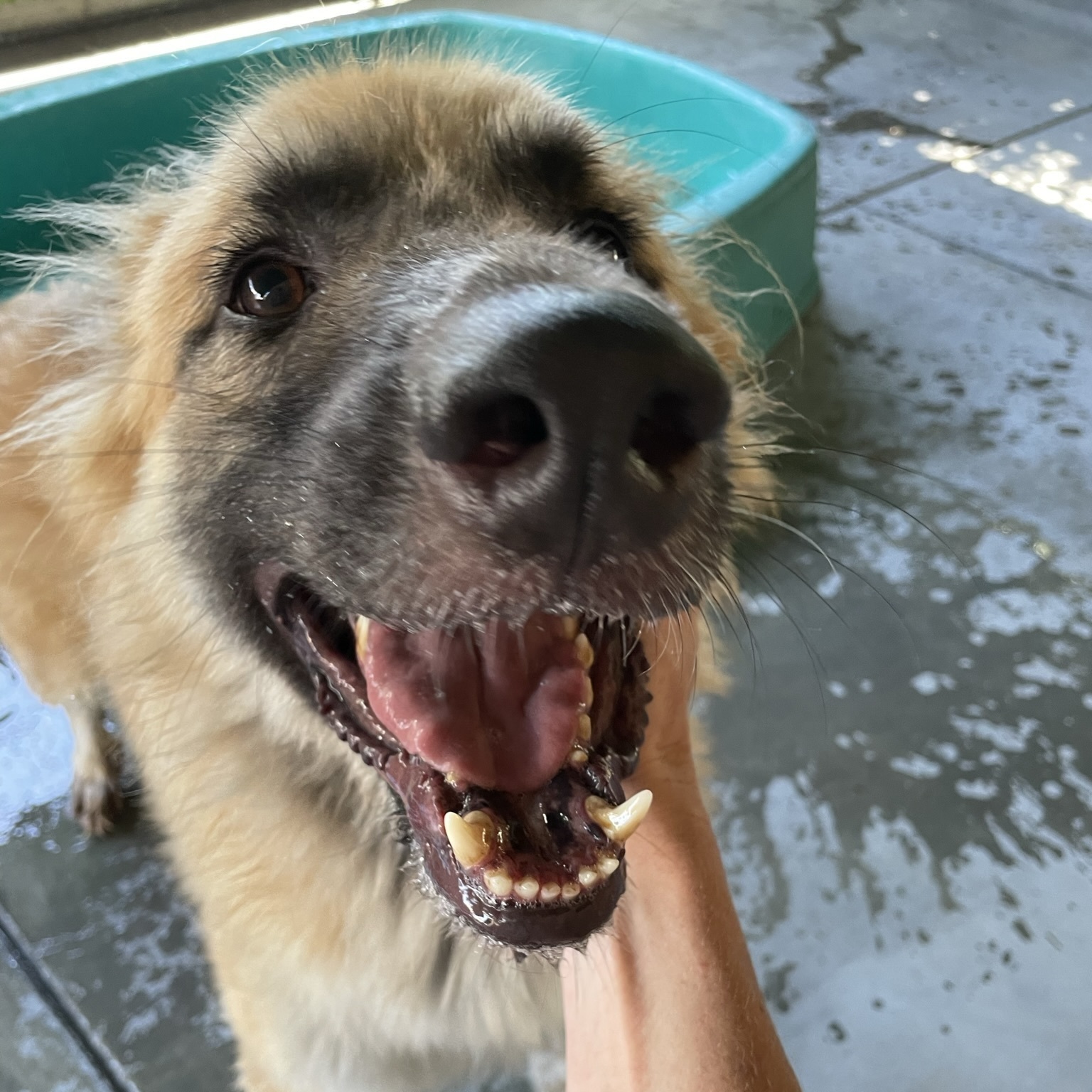 Ralfie, a Adoptable mixed breed in Canoga Park, CA image 5/8