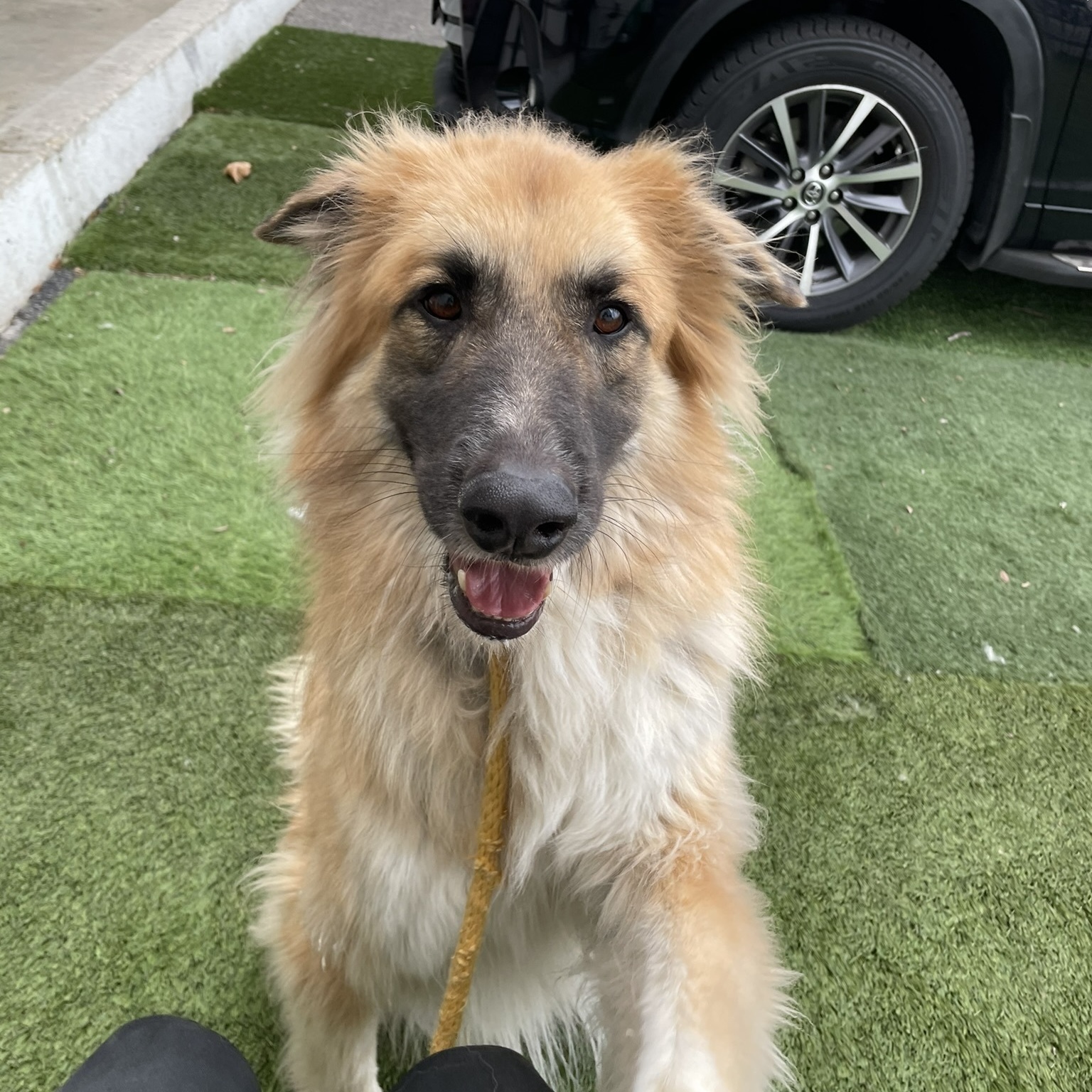 Ralfie, a Adoptable mixed breed in Canoga Park, CA image 6/8