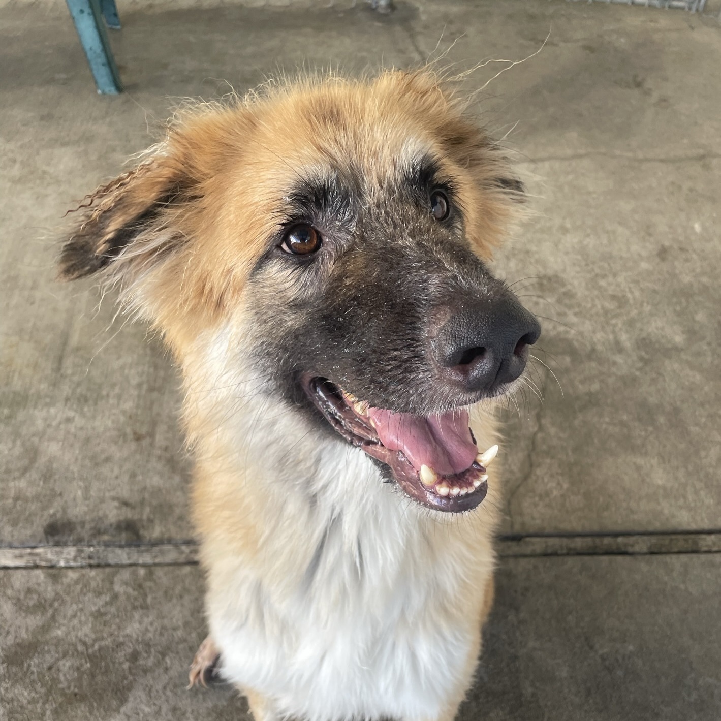 Enlarge Ralfie, a Adoptable mixed breed in Canoga Park, CA image 7/8