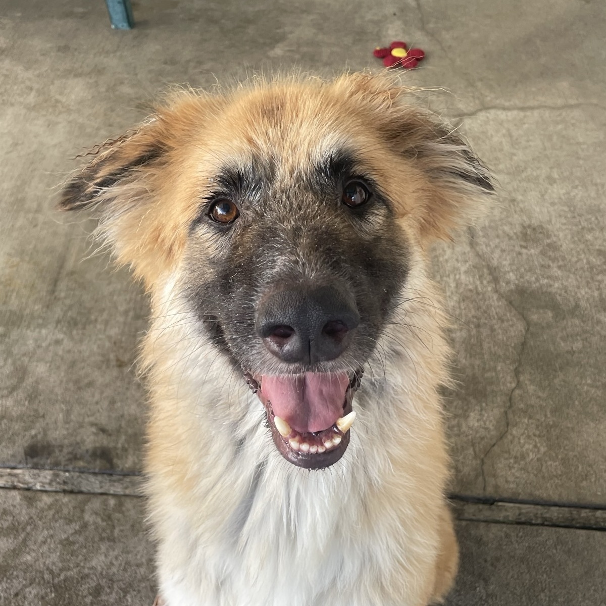 Enlarge Ralfie, a Adoptable mixed breed in Canoga Park, CA image 8/8