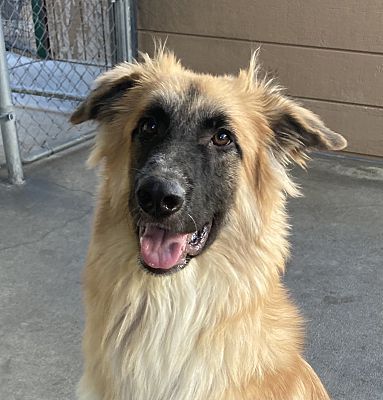 Ralfie, a Adoptable mixed breed in Canoga Park, CA image 4/8