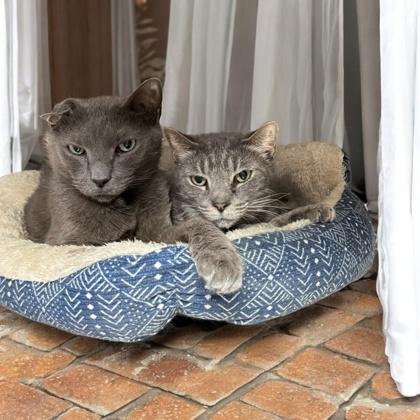 Fuzzy Bear — thumbnail 2