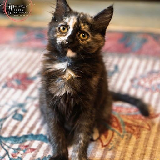 Enlarge Mimi SHE MELTS IN YOUR ARMS, a ADOPTABLE Tortoiseshell in Bethel, CT image 1/1