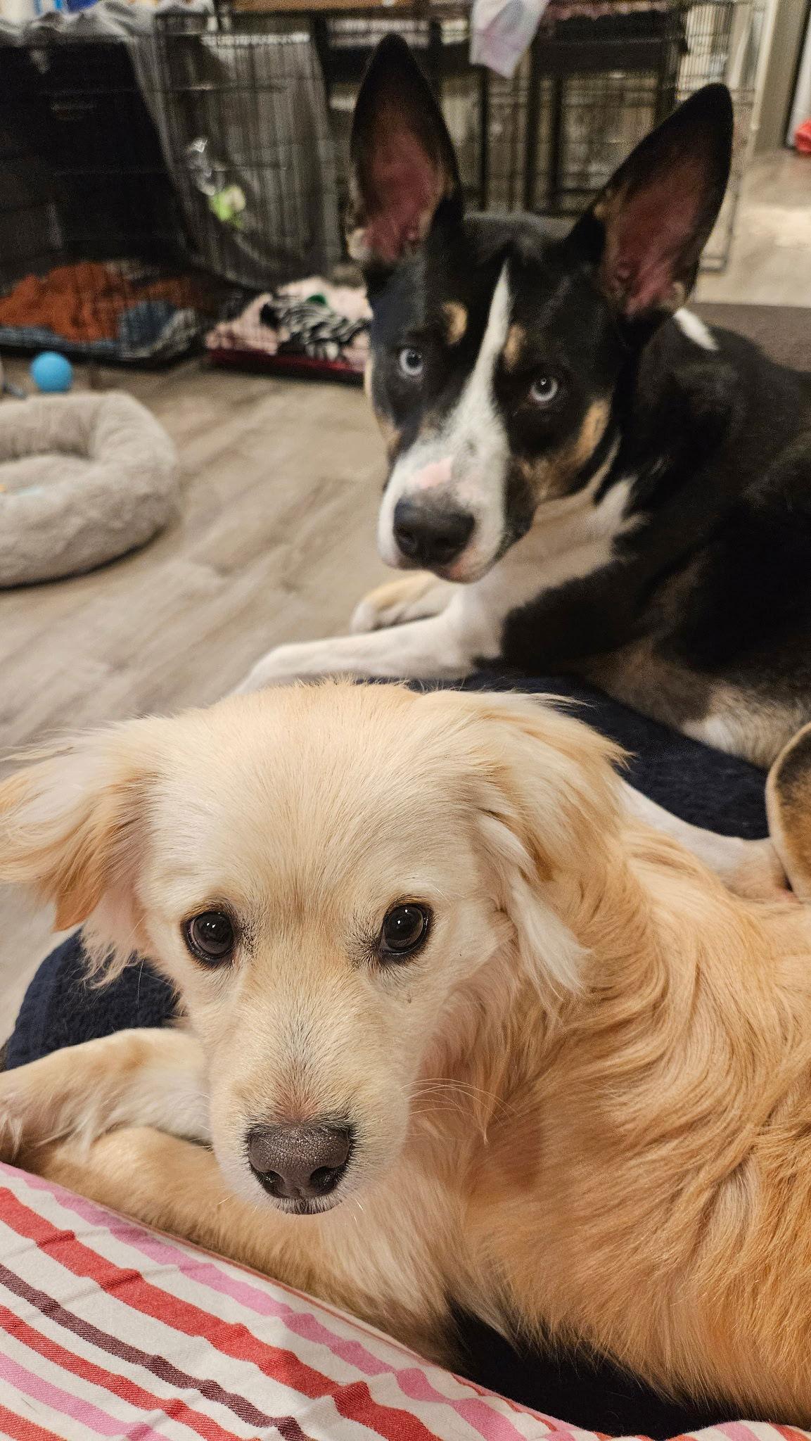 Yuta, a Adoptable Retriever in Seattle, WA image 1/3