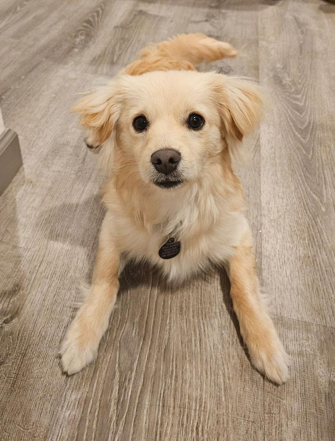 Yuta, a Adoptable Retriever in Seattle, WA image 2/3