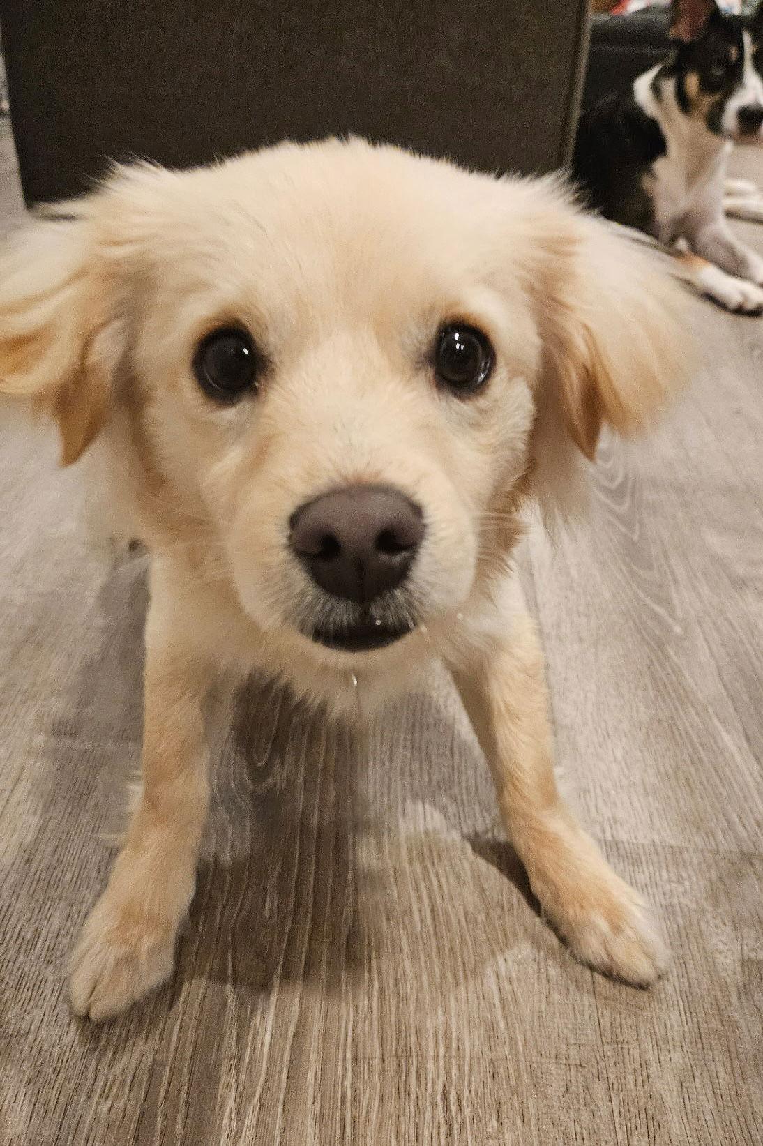 Yuta, a Adoptable Retriever in Seattle, WA image 3/3