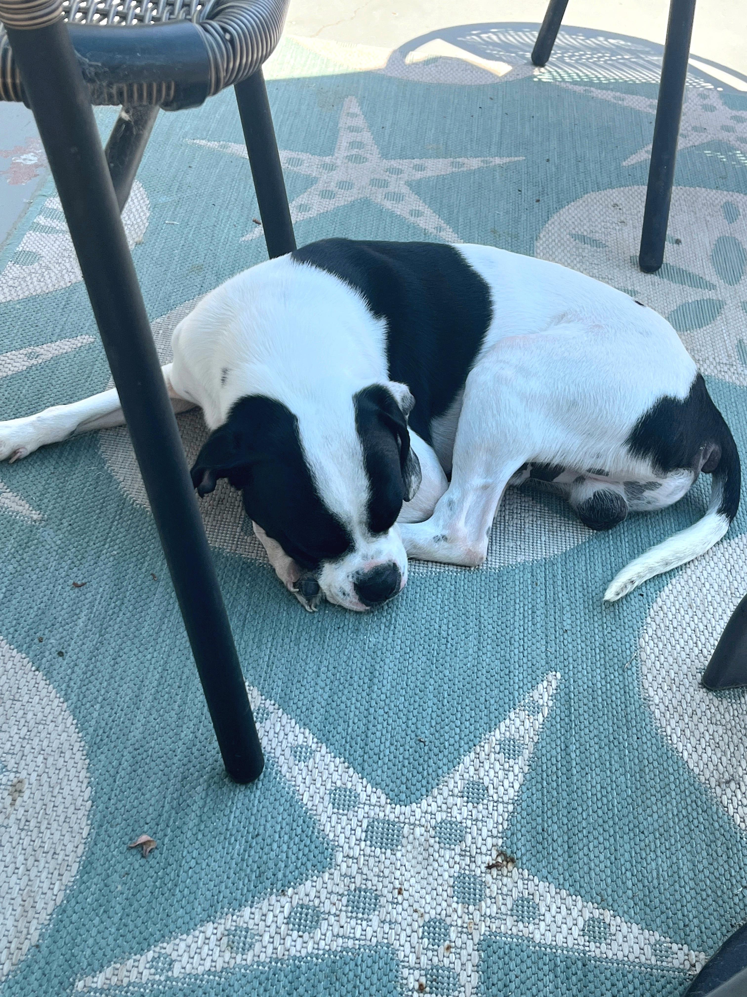 Enlarge URGENT FOSTER NEEDED ASAP!, a Adopted mixed breed in Redondo Beach, CA image 2/4