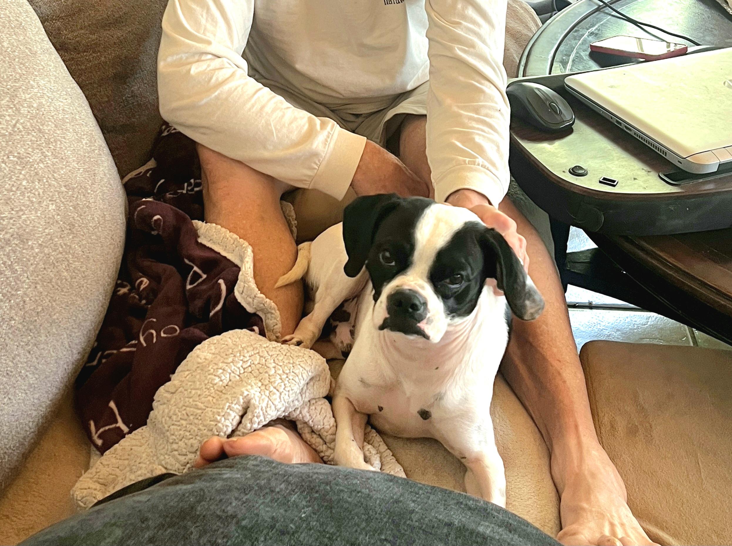 URGENT FOSTER NEEDED ASAP!