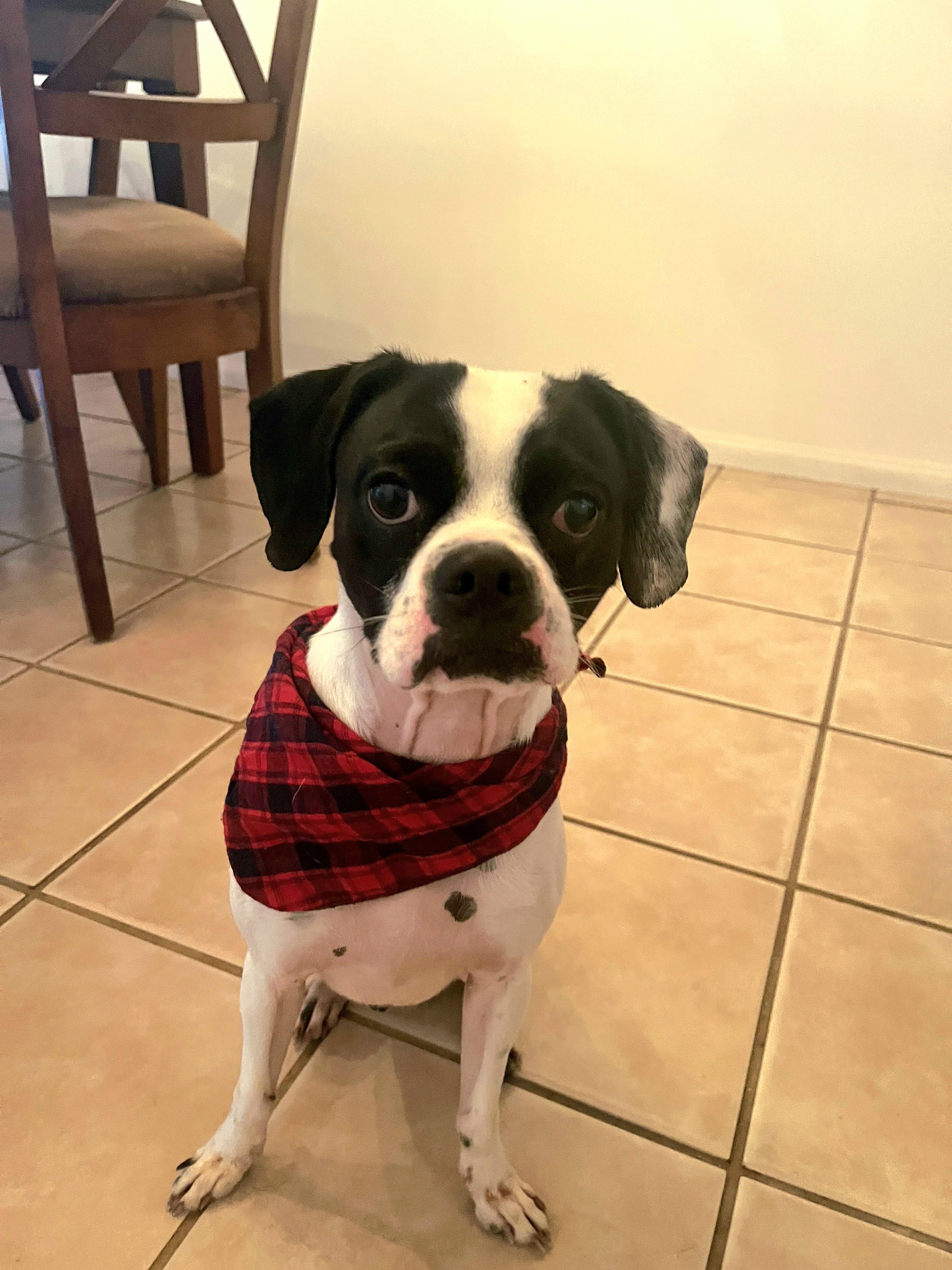 URGENT FOSTER NEEDED ASAP!