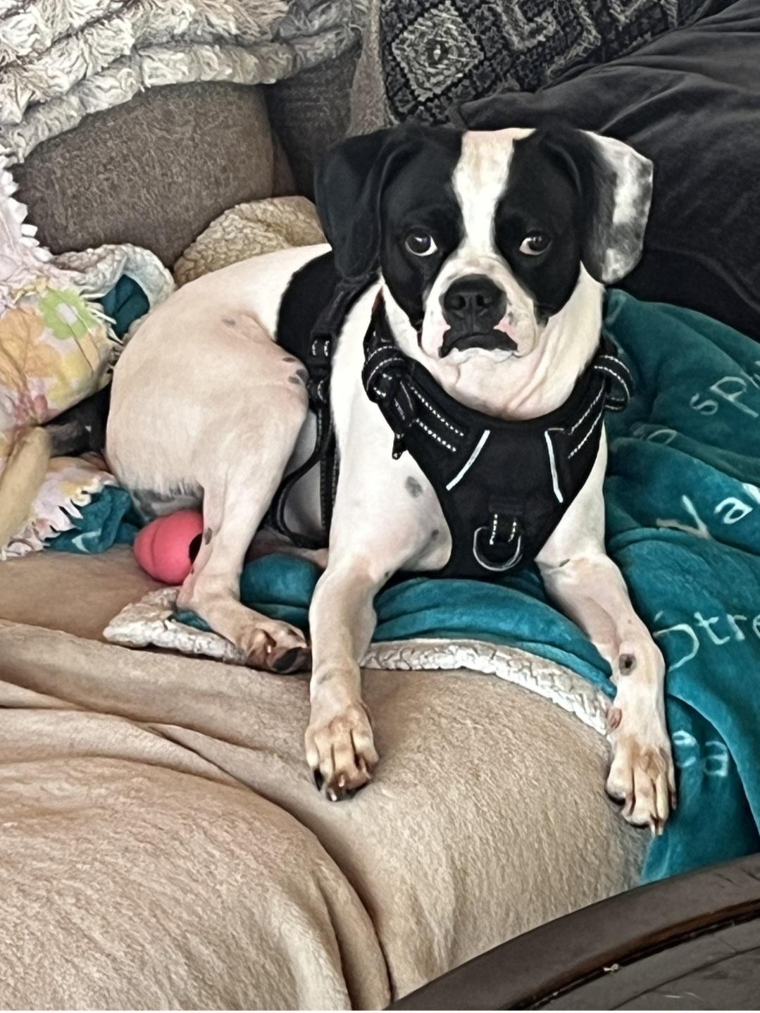 URGENT FOSTER NEEDED ASAP!, Adopted, Young Male Boston Terrier & Beagle.