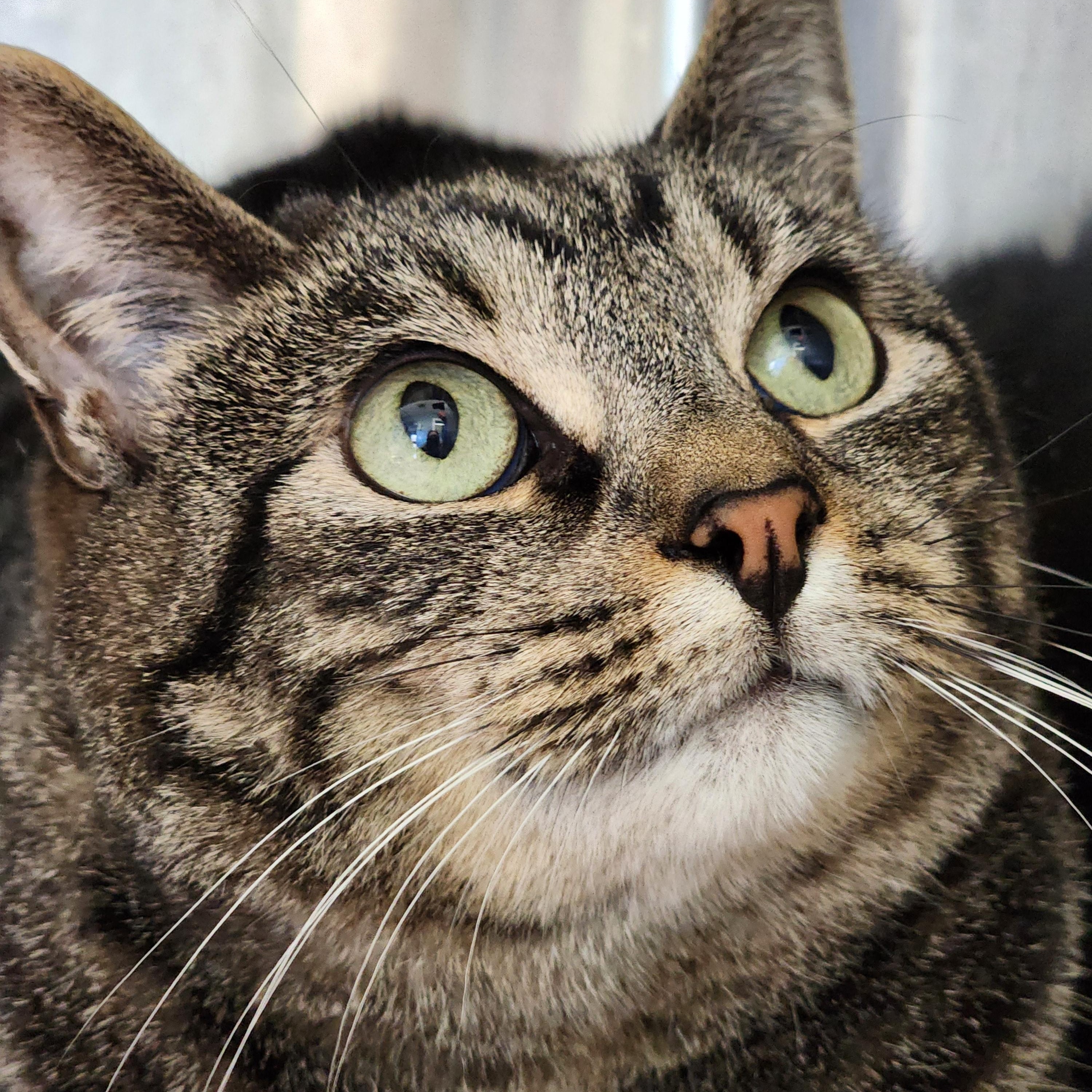 Skye, a Adoptable Domestic Short Hair in Warwick, RI image 2/4