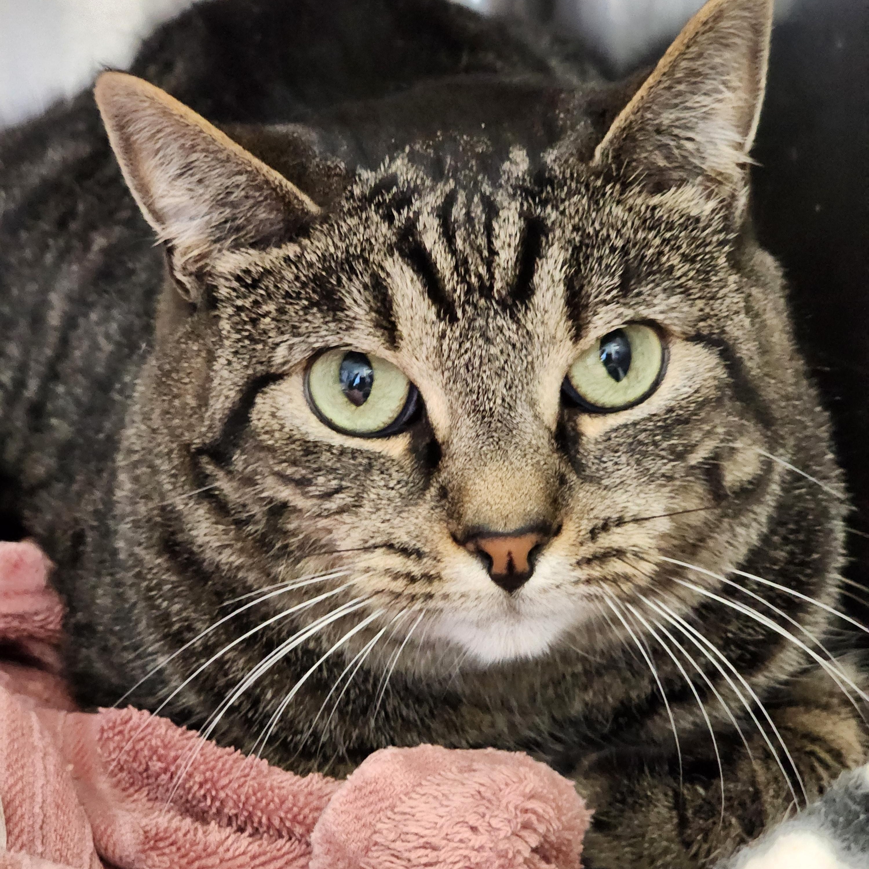 Skye, a Adoptable Domestic Short Hair in Warwick, RI image 1/4