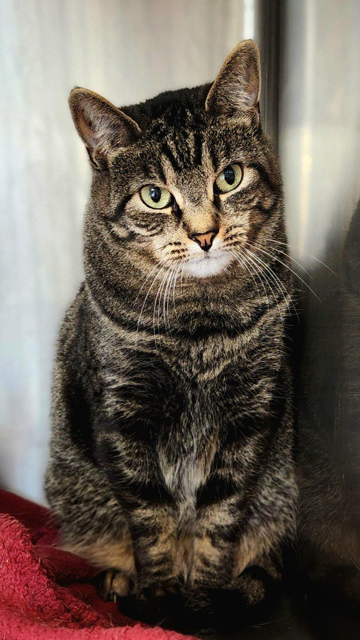 Skye, a Adoptable Domestic Short Hair in Warwick, RI image 3/4