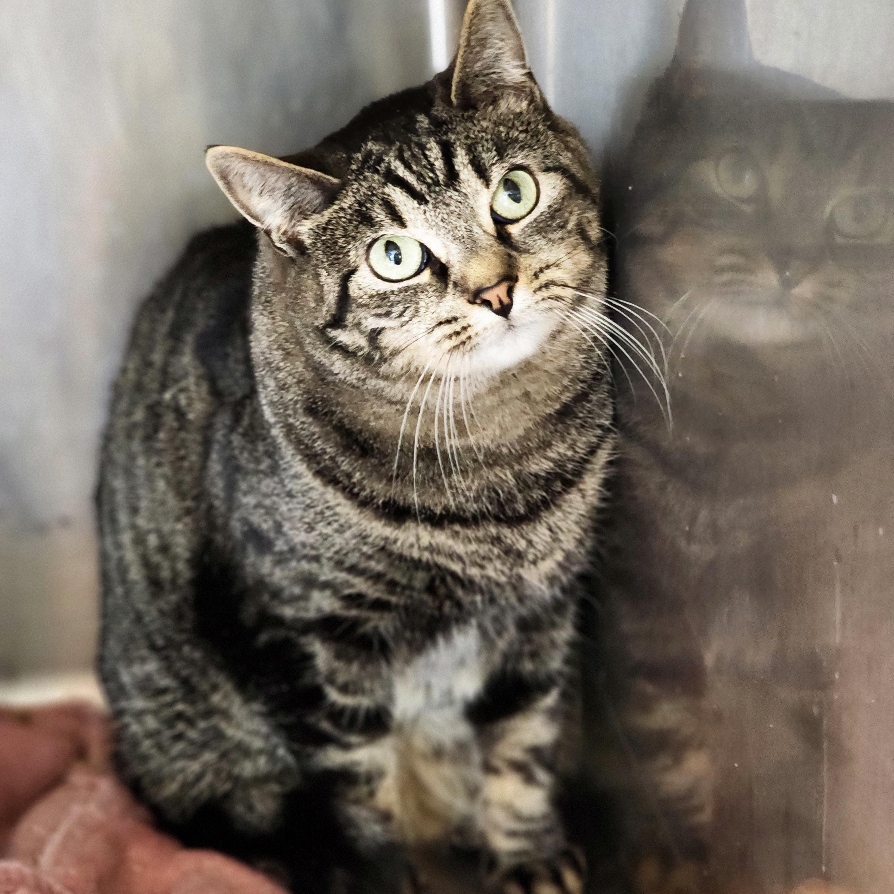 Skye, a Adoptable Domestic Short Hair in Warwick, RI image 4/4