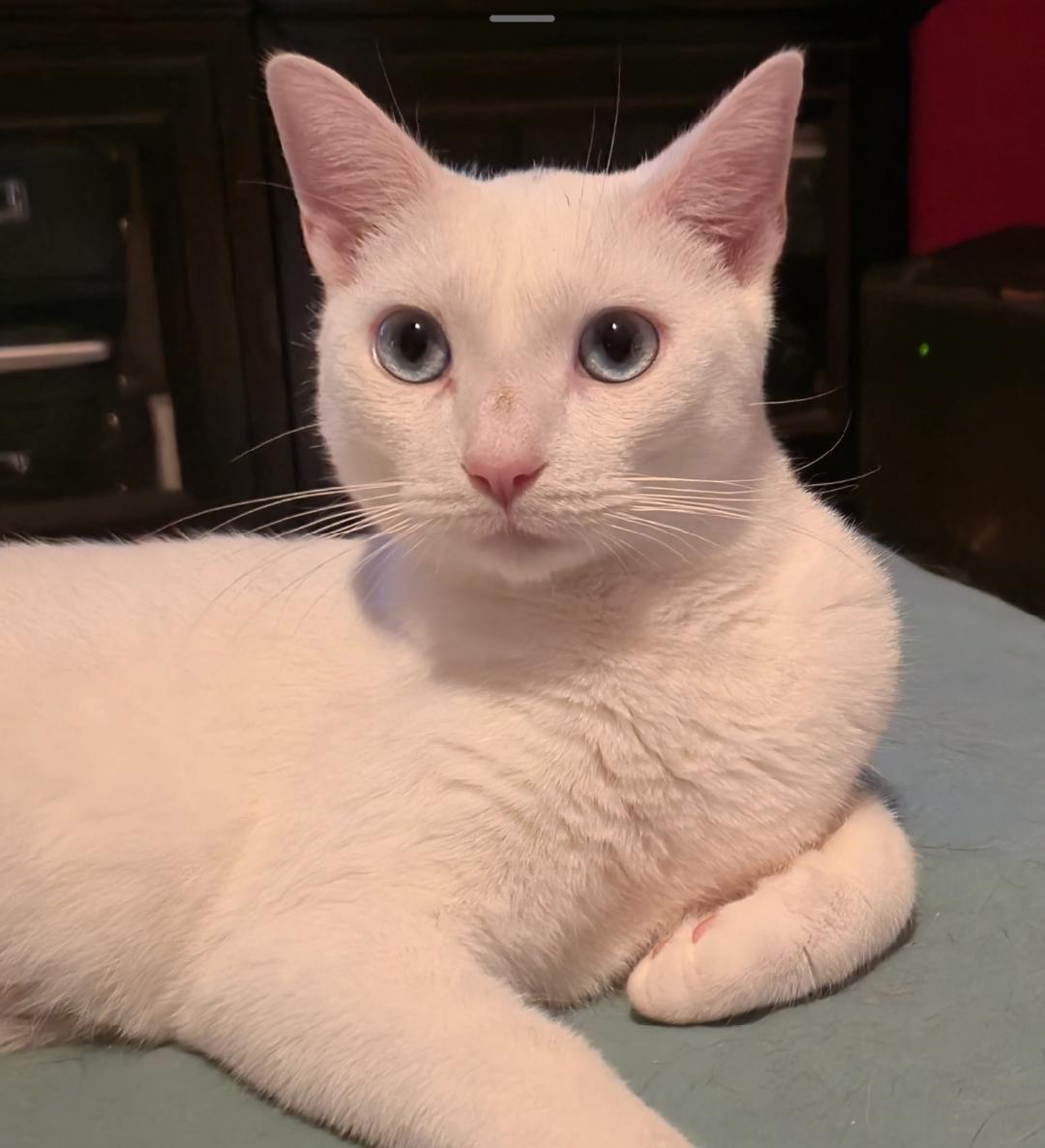 Spirit, Adopted, Young Male Domestic Short Hair.