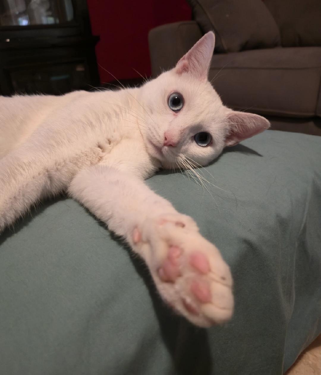 Enlarge Spirit, a Adopted Domestic Short Hair in Clover, SC image 2/4