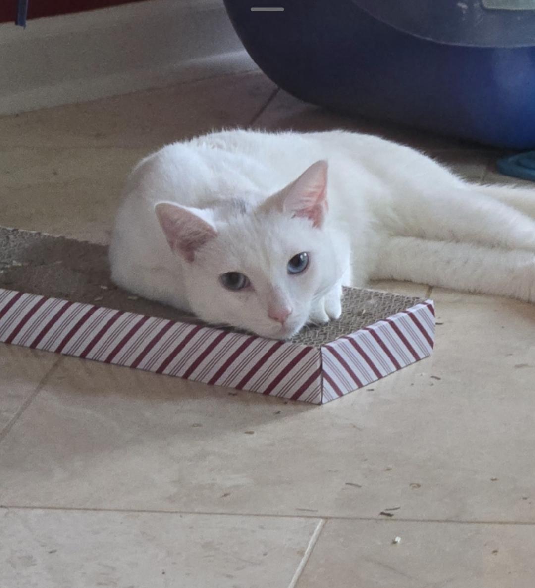 Enlarge Spirit, a Adopted Domestic Short Hair in Clover, SC image 3/4