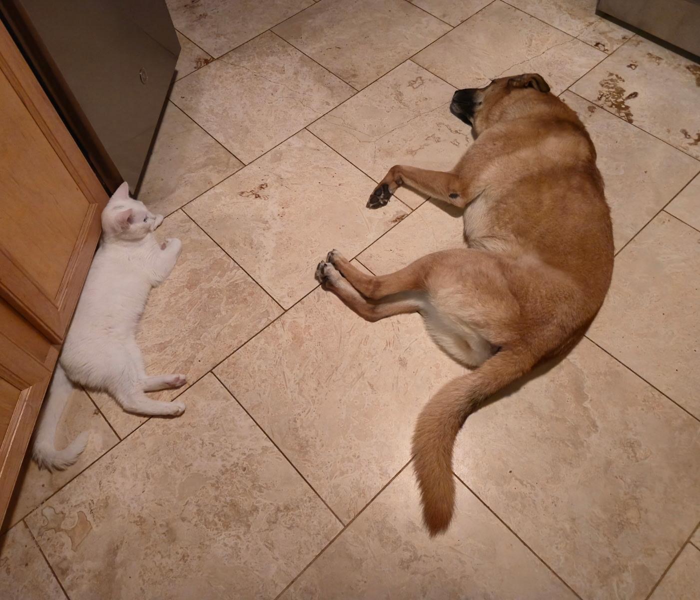 Enlarge Spirit, a Adopted Domestic Short Hair in Clover, SC image 4/4