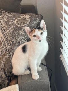 Enlarge Dottie, an adoptable Calico in Hillsboro, OR image 2/5