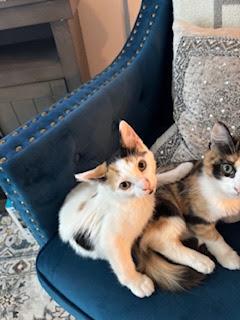 Dottie, adoptable, Young Female Calico.