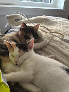Enlarge Dottie, an adoptable Calico in Hillsboro, OR image 5/5