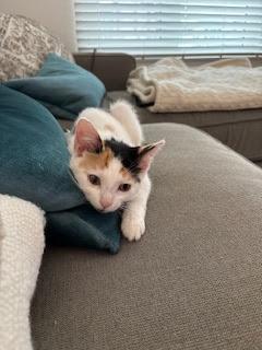 Enlarge Dottie, an adoptable Calico in Hillsboro, OR image 4/5