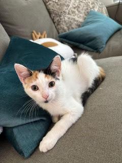 Enlarge Dottie, an adoptable Calico in Hillsboro, OR image 3/5